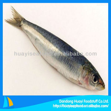 Fresh frozen seafood sardine all types of sardine fishes